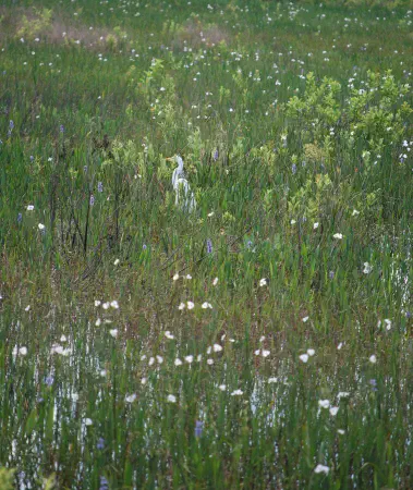 Great egret (grote zilverreiger)