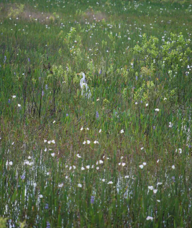 Great egret (grote zilverreiger)