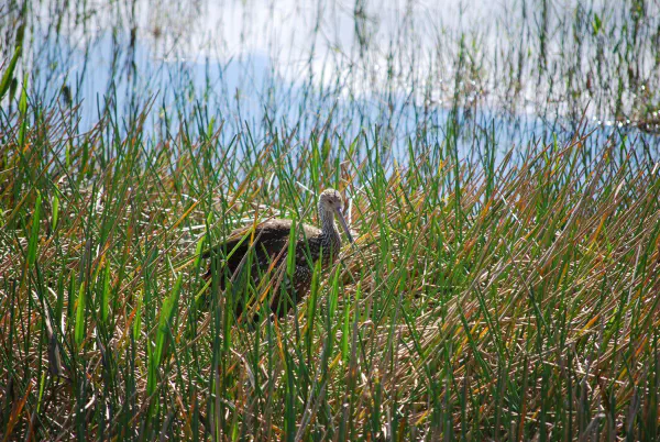 Limpkin