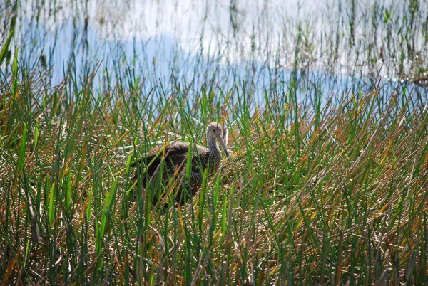Limpkin