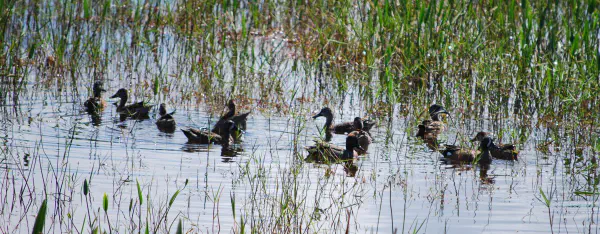 Blue-winged teals, green-winged teals (Amerikaanse wintertaling) (male and female)