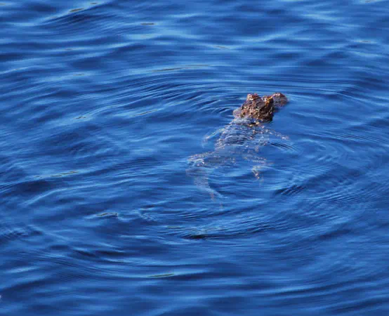 American alligator. This must be either little or big George. As it was rather small I think it