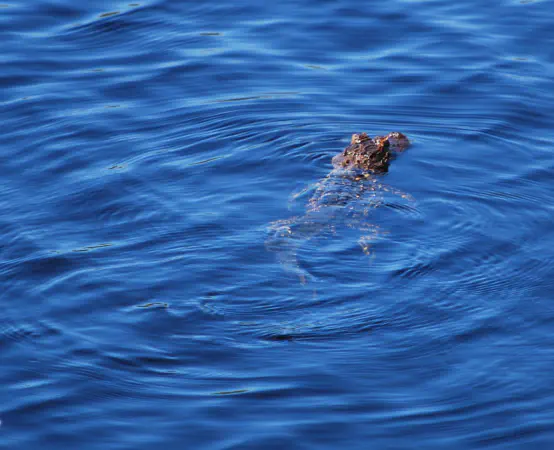 American alligator. This must be either little or big George. As it was rather small I think it