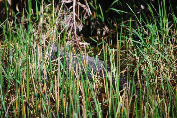 Very difficult to spot amongst the tall grass but we managed to find several gators, turtles and fish.