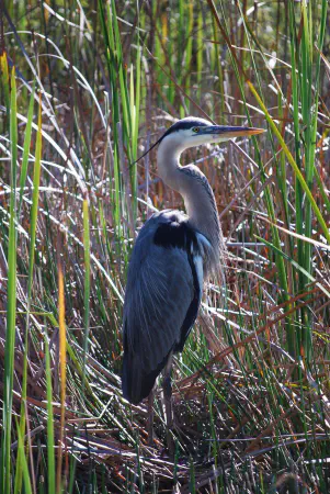A great blue heron posing for a good shot