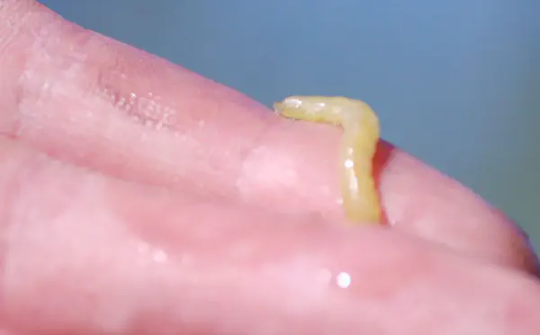 ...like this one. They are excellent bait because they wiggle about when they swim from leaf to leaf.