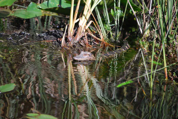 Young alligator on the loose!