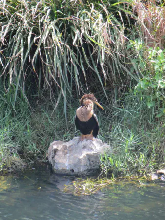 Anhinga