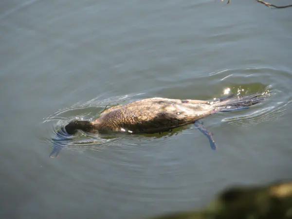 Double-crested cormorant (geoorde aalscholver) goes fishing