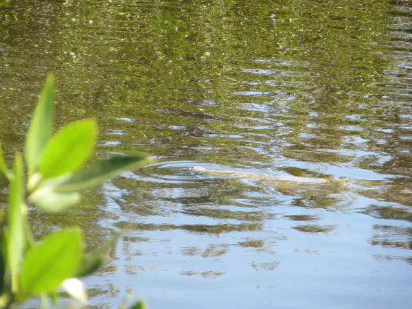 At the visitor center a few miles east we asked if manatees had been spotted and indeed they were. Well, there was one spotted at Big Cypress Swamp Welcome Center.
