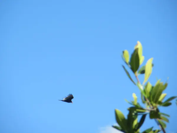 Turkey vulture (kalkoengier)