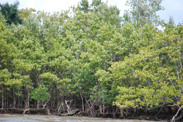 There are actually between ten and sixteen thousand island depending on the water level. Even one solitary tree counts as an island. The islands consist of three types of mangrove trees: red, white and black.