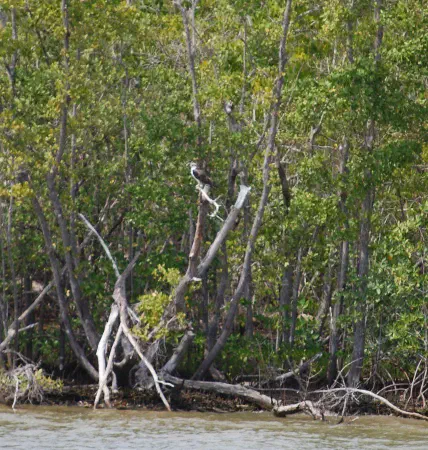 and daddy not far away on a tree on the shore
