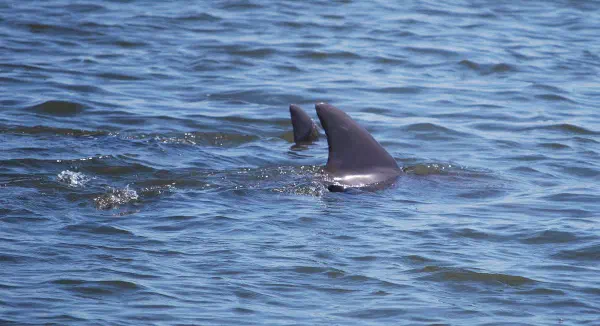 Bottlenose dolphins (tuimelaars)