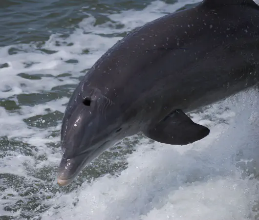 Captain Nick hoped that if we got some more speed the dolphins would follow us and jump and play in the wake of the boat and did they! Wow!
