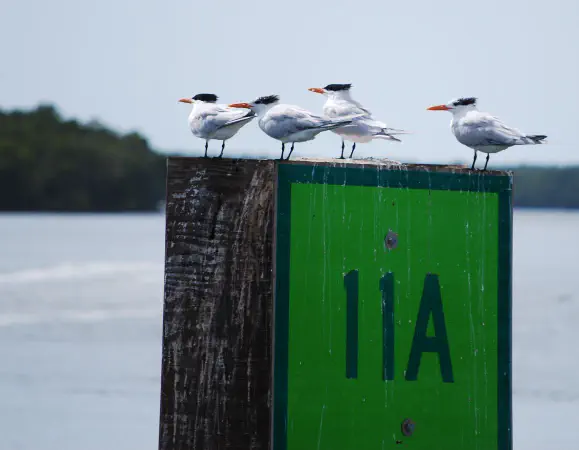 Living wind vanes because they always stand directly into the wind.