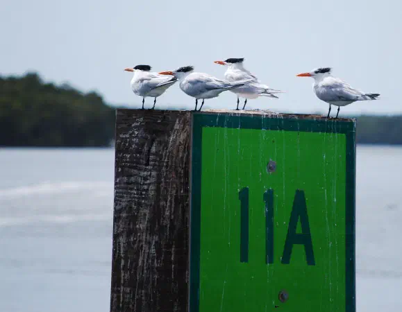 Living wind vanes because they always stand directly into the wind.