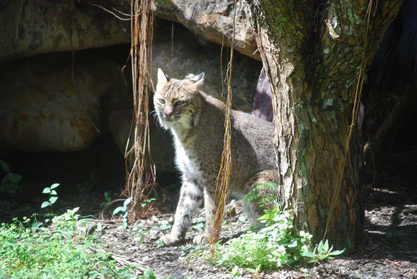 Bobcat (rode lynx)
