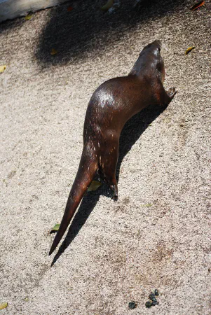 North American river otter