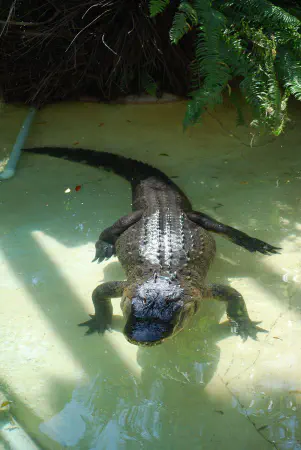 American crocodile