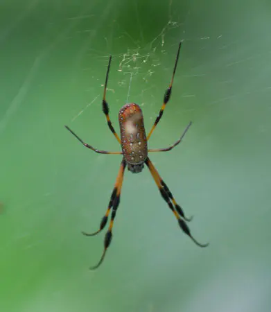 Golden silk orb-weaver (gouden zijdespin)