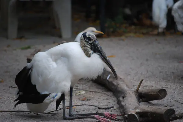 Wood stork (kaalkopooievaar)