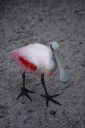 Roseate spoonbill (rode lepelaar)