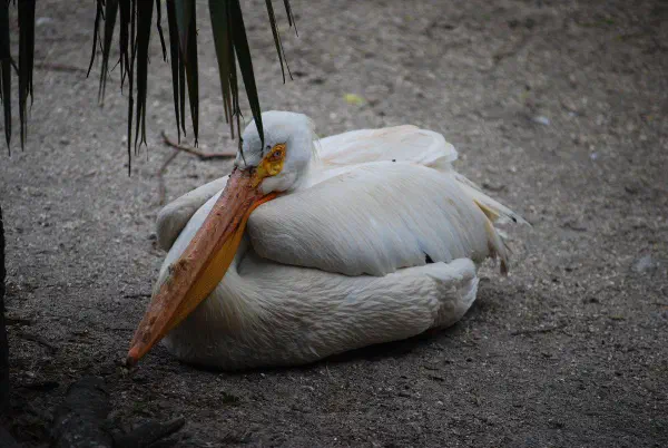White pelican