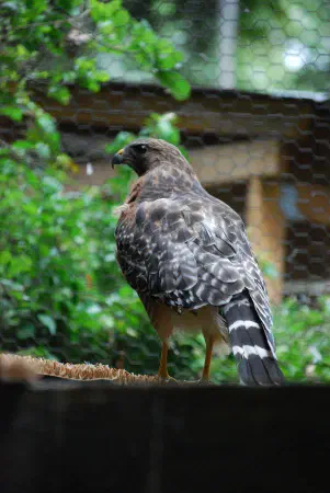 Red-shouldered hawk (roodschouderbuizerd)
