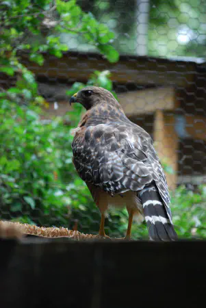 Red-shouldered hawk (roodschouderbuizerd)