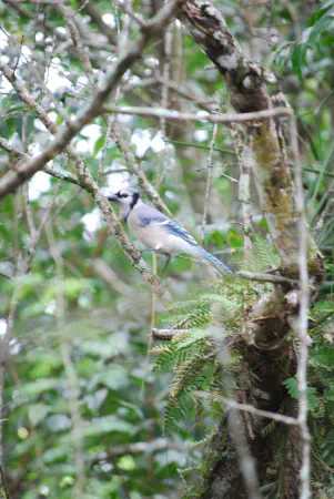 Blue jay (blauwe gaai)