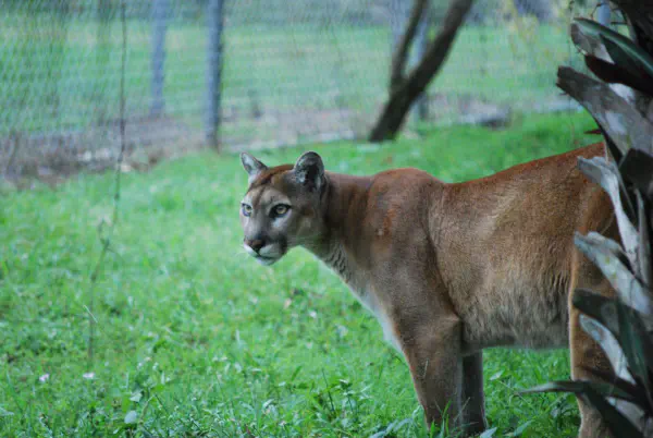 Florida panther