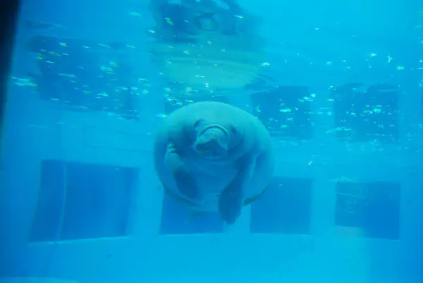 Manatee