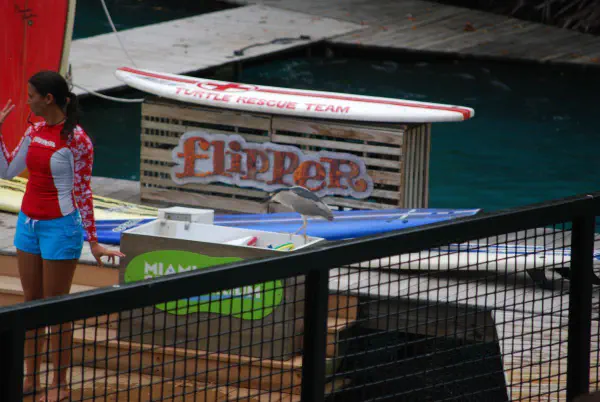 Black-crowned night heron looking to steel some fish