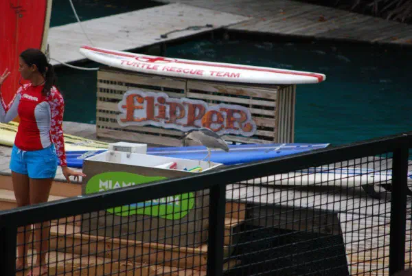 Black-crowned night heron looking to steel some fish