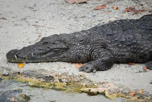 American crocodile