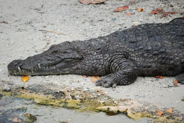 American crocodile