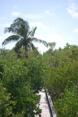 Boardwalk through Long Key State Park