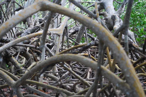 Mangrove roots create quite the labyrinth