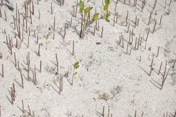 Mangrove tree roots