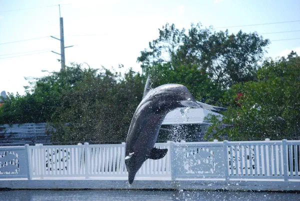 Dolphin show at Theater of the Sea, Islamorada, FL