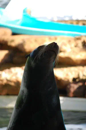Sea lion show
