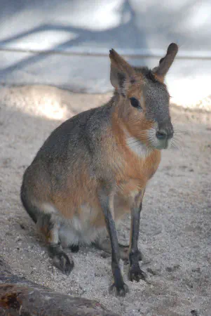 Patagonian mara (Patagonische haas)