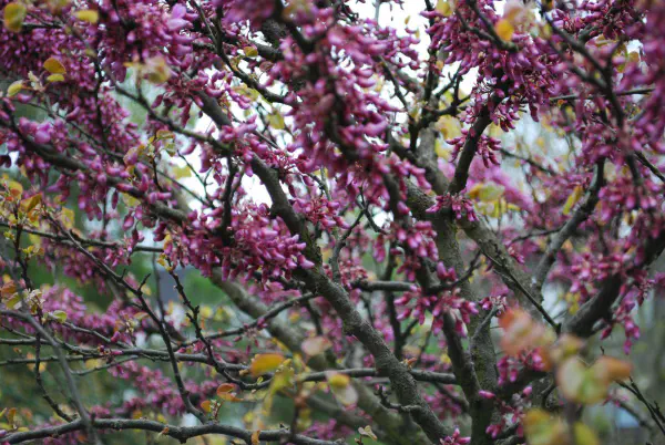 Cercis siliquastrum (Judas tree / Judasboom)
