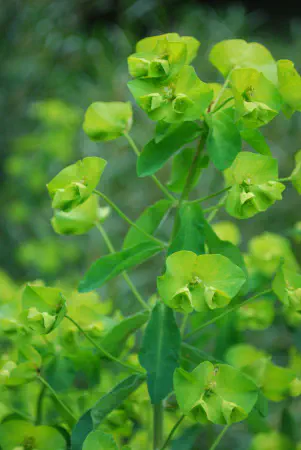 Geranium macrorrhizum &amp; dalmaticum hybrid (rock cranesbill &amp; dalmatian cranesbill hybrid / rotsooievaarsbek &amp; ooievaarsbek hybride)