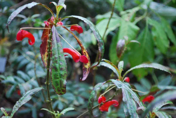Impatiens catatii