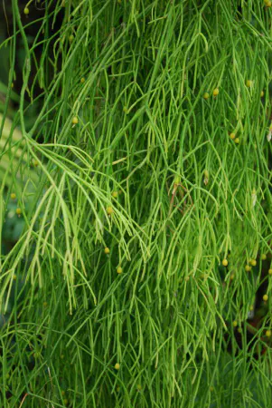 Rhipsalis campos-portoana (mistletoe cactus)