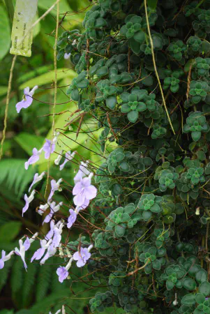 Streptocarpus saxorum (Cape primrose / spiraalvrucht)