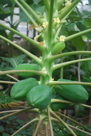 Carica papaya (papaja)