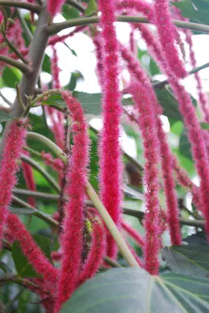 Acalypha hispida (chenille plant / kattenstaart)